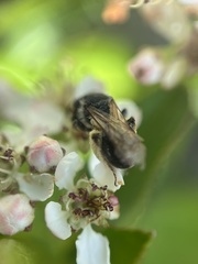 Andrena crataegi