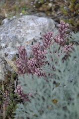 Sedum hispanicum