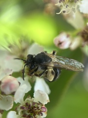 Andrena crataegi