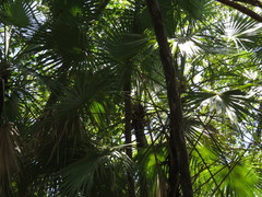 Acoelorraphe wrightii