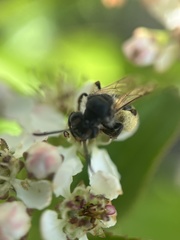 Andrena crataegi