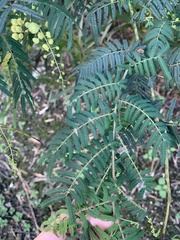 Acacia oshanesii