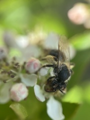 Andrena crataegi