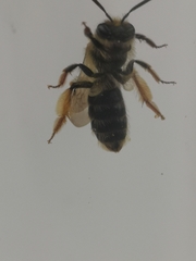 Andrena