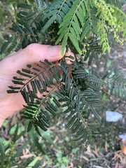 Acacia oshanesii