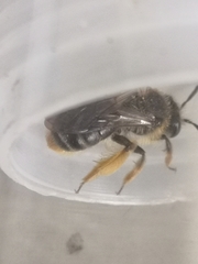 Andrena