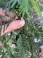Acacia oshanesii