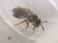 Andrena