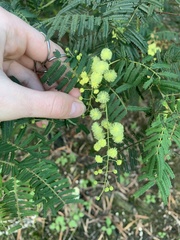 Acacia oshanesii