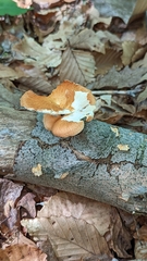 Bresadolia craterella