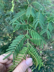 Acacia oshanesii