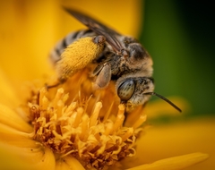 Melissodes communis communis