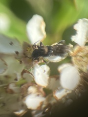 Molorchus bimaculatus