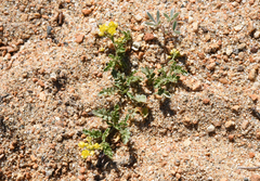 Rorippa subumbellata