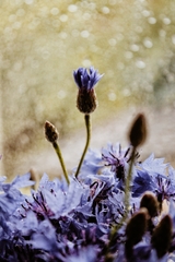 Centaurea cyanus