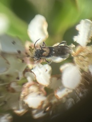 Molorchus bimaculatus