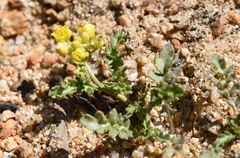 Rorippa subumbellata