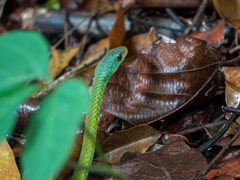Philothamnus irregularis