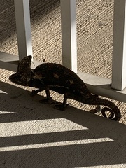 Chamaeleo calyptratus