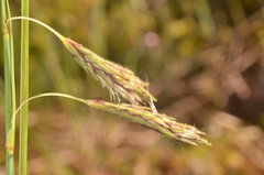 Carex limosa