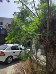 Jacaranda mimosifolia