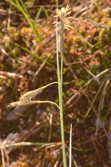 Carex limosa
