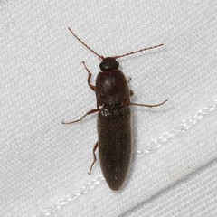 Melanotus opacicollis