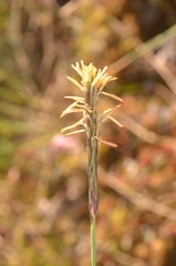 Carex limosa