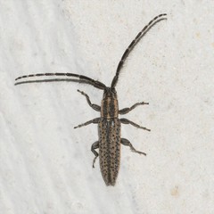 Dorcasta cinerea