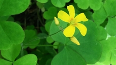 Oxalis grandis