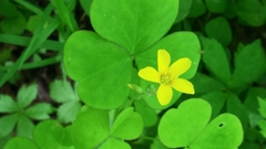 Oxalis grandis
