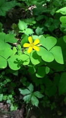 Oxalis grandis