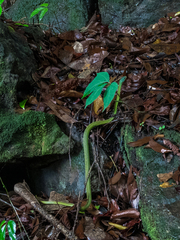 Philothamnus irregularis