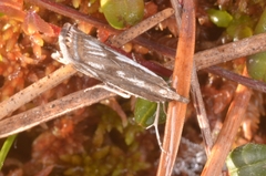 Crambus alienellus