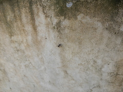 Cicindelina