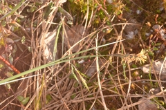 Carex limosa