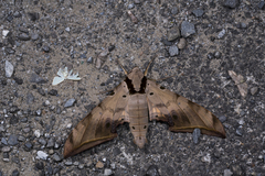 Ambulyx sericeipennis