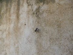 Cicindelina