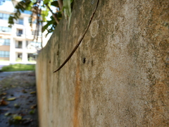 Cicindelina