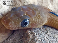 Bogertophis subocularis