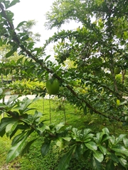 Crescentia alata
