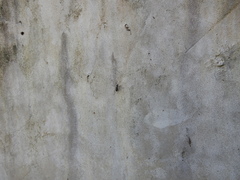 Cicindelina