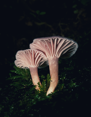 Hygrocybe reesiae