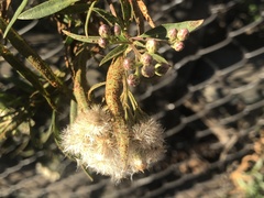 Puccinia baccharidis
