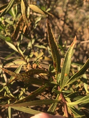 Puccinia baccharidis
