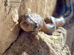 Bogertophis subocularis