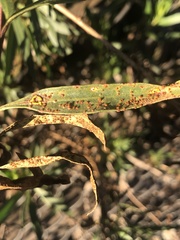 Puccinia baccharidis