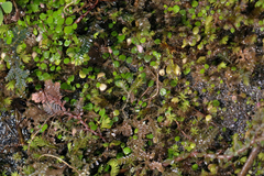 Utricularia striatula