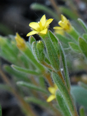 Mentzelia dispersa