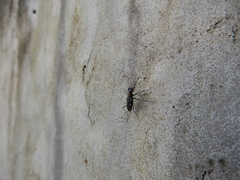 Cicindelina